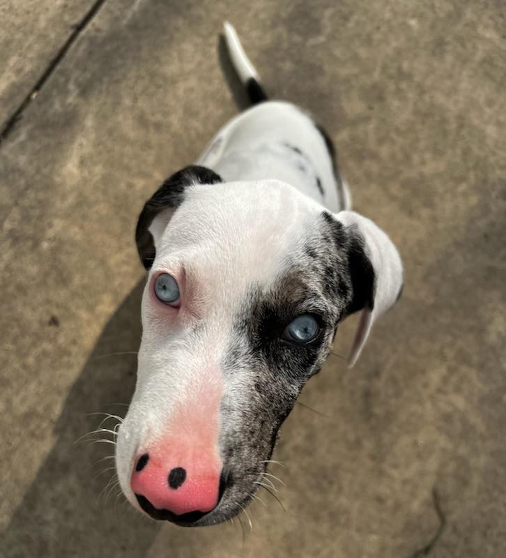 Available Dogs Pink Heart Rescue