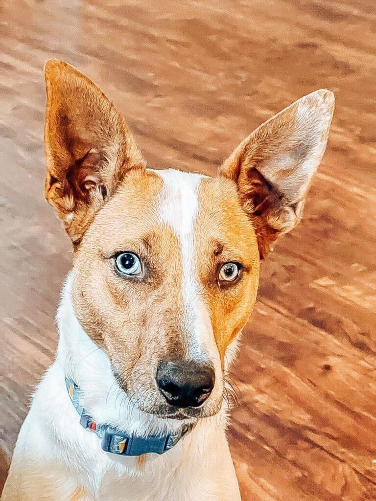 Contact Pink Heart Rescue